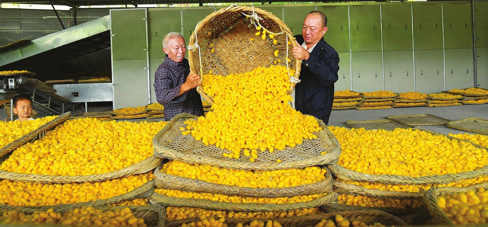 黄金茧.jpg