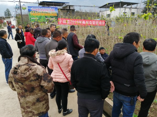 2020.12.4桑树冬管.jpg